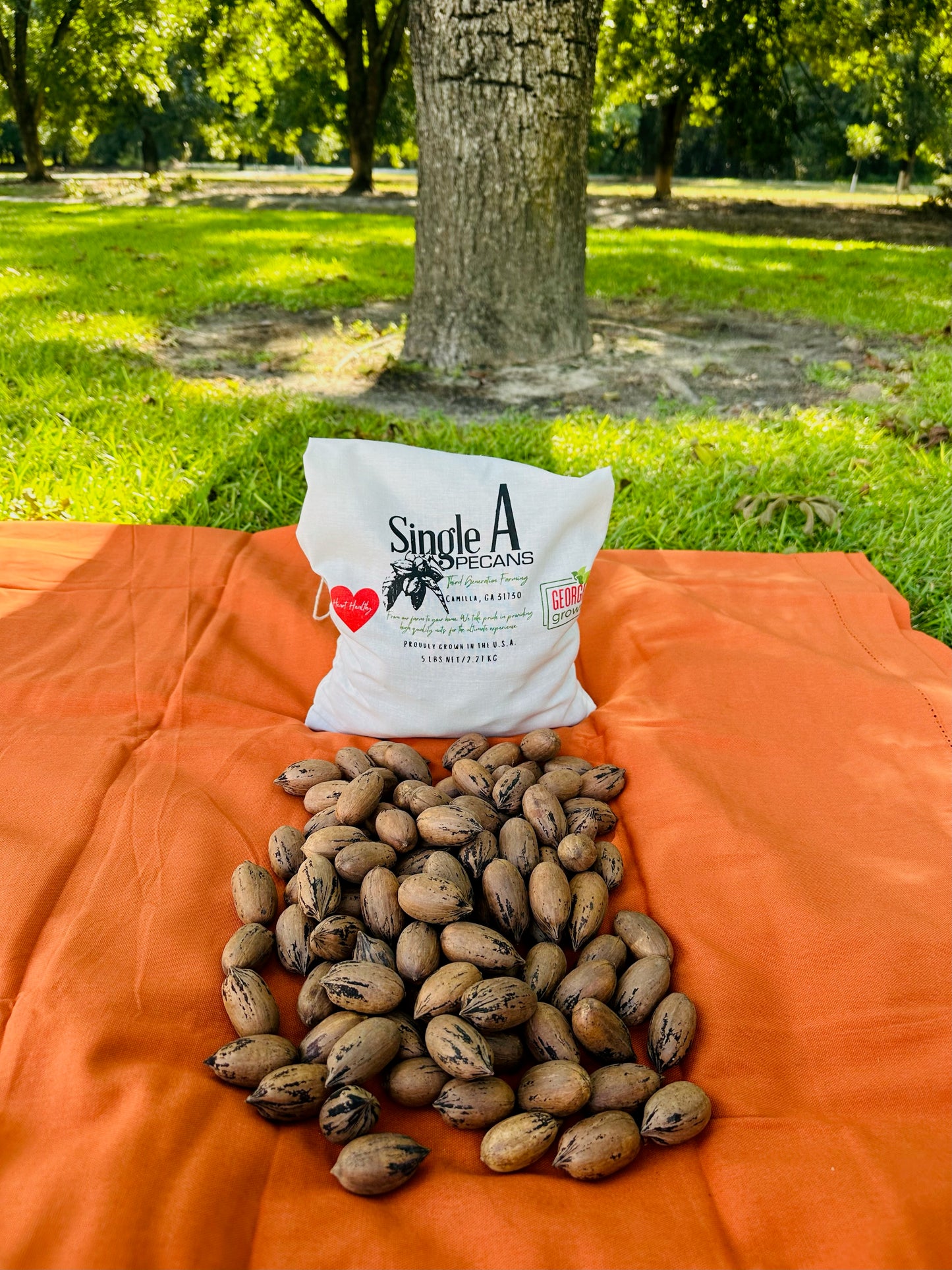 Single A Pecans: Georgia Grown Premium In-shell Pecans 5 lbs- Perfect for snacking! Current season pecans!