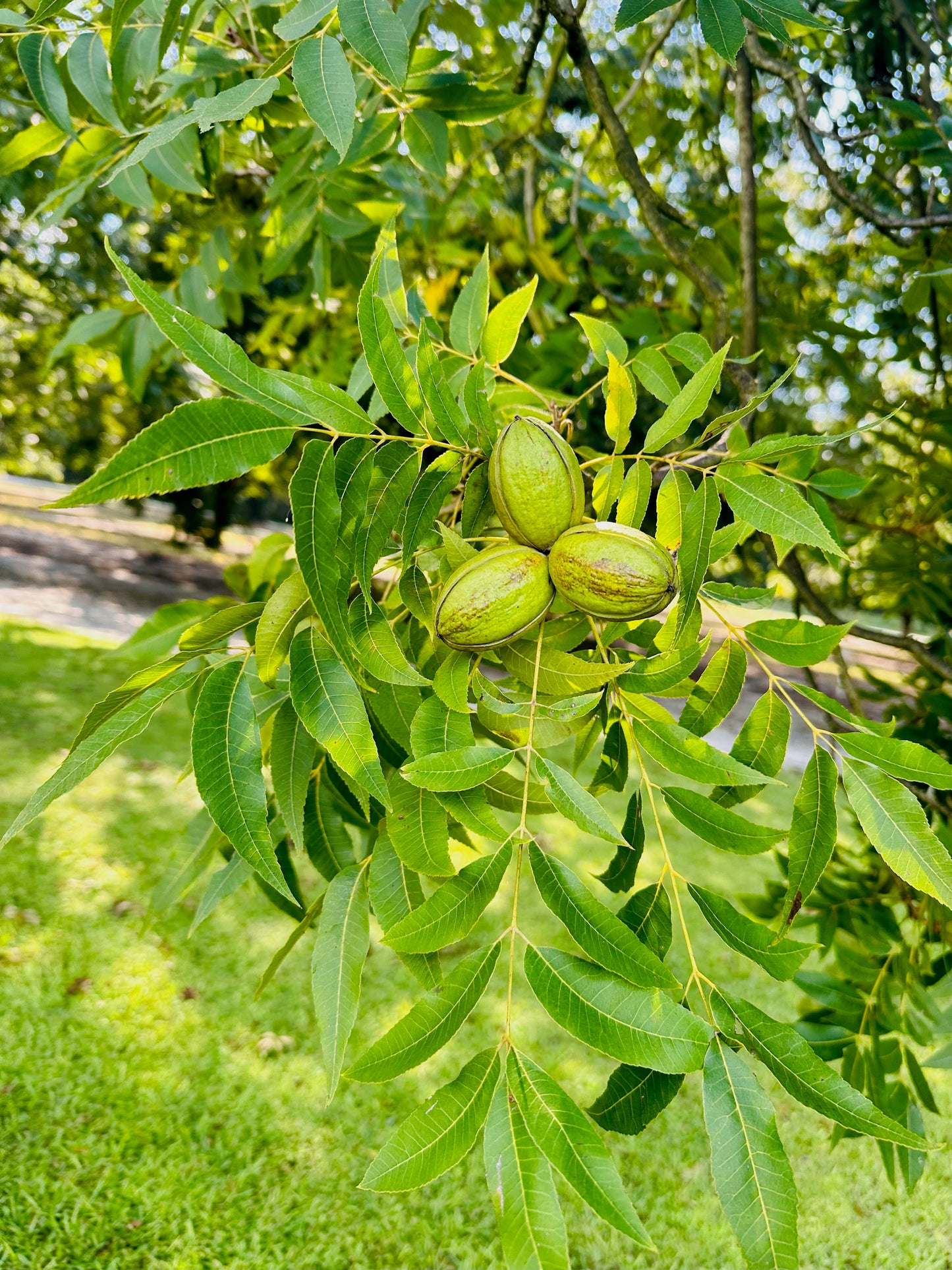 Single A Pecans: Georgia Grown Premium In-shell Pecans 5 lbs- Perfect for snacking! Current season pecans!