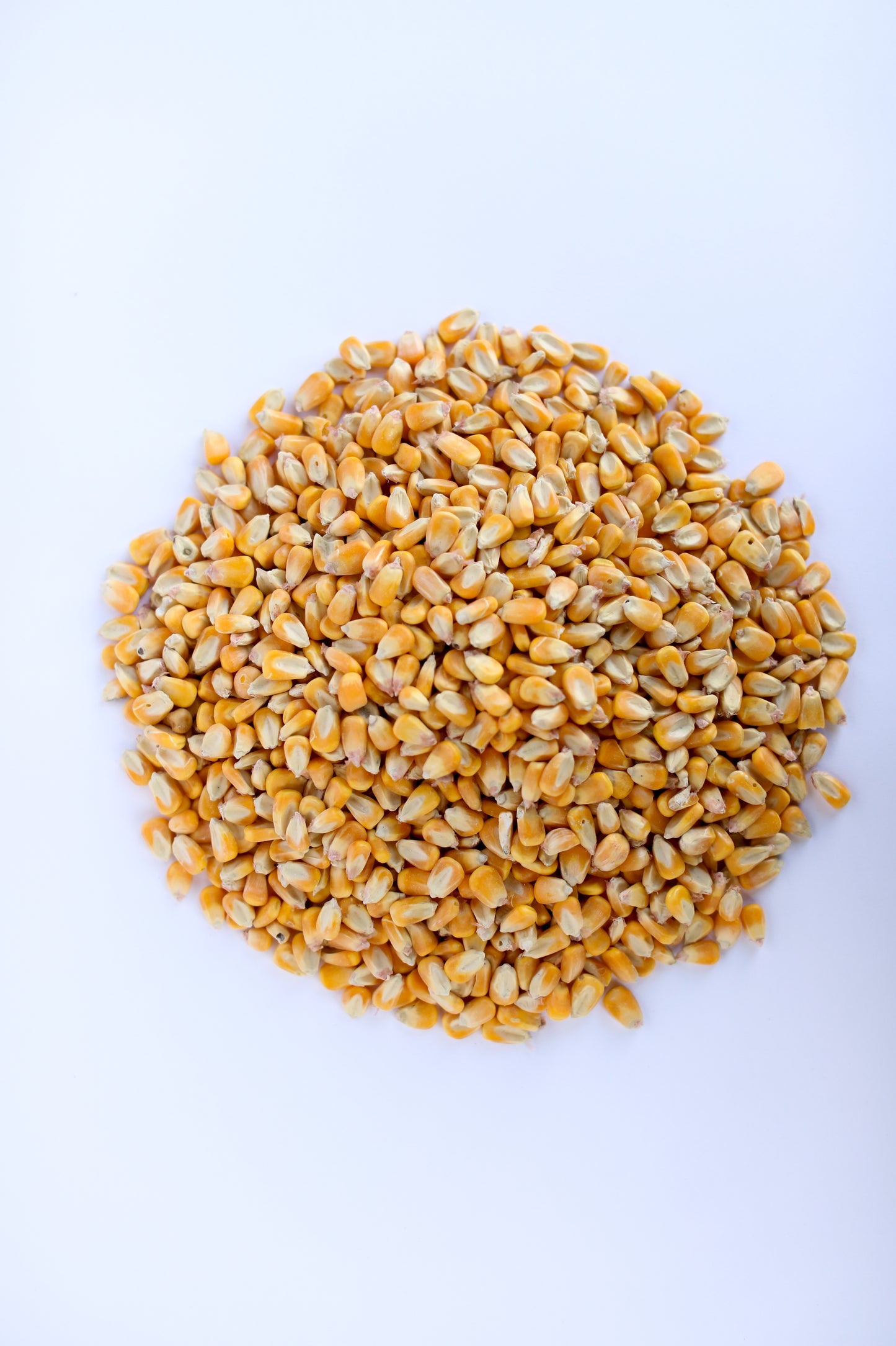 21 lbs Shelled & Dried Whole Kernel Corn