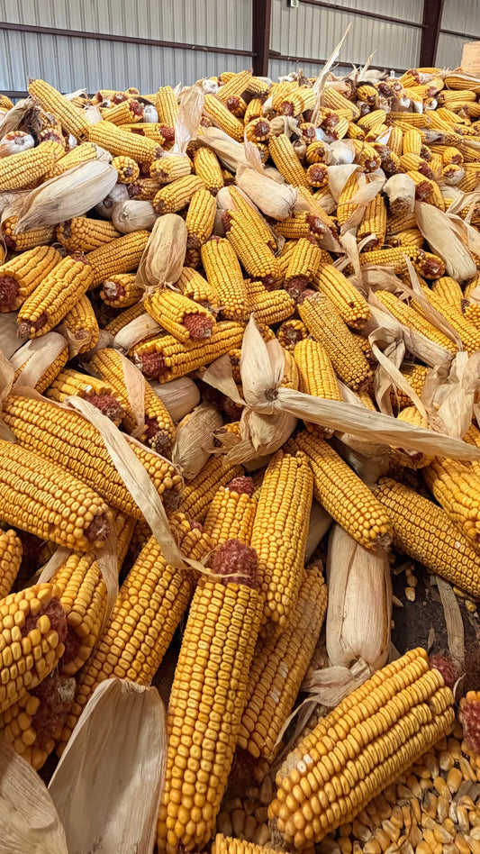 Dried Corn On The Cob